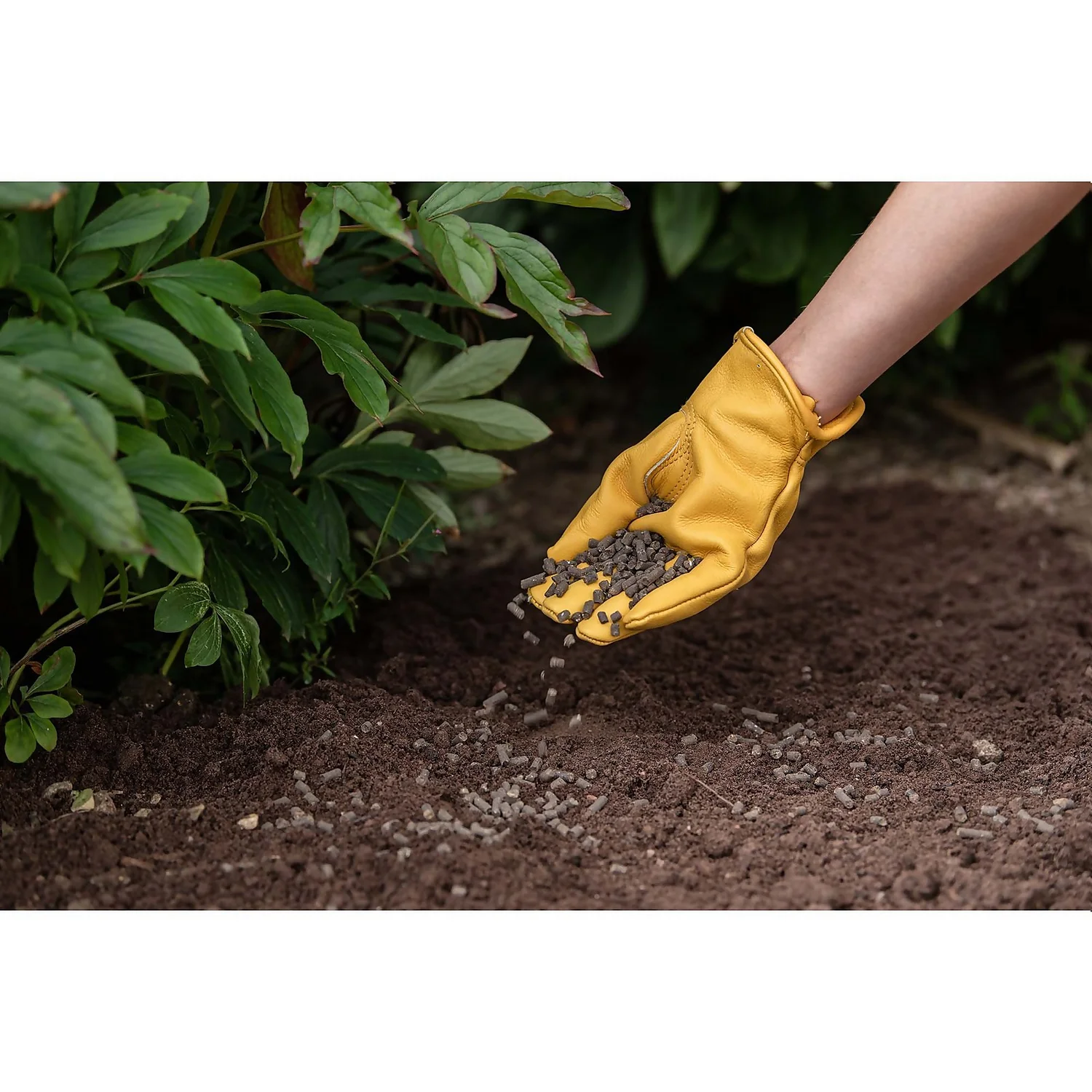 Westland Organic Chicken Manure Pellets - 2.25kg - Image 3