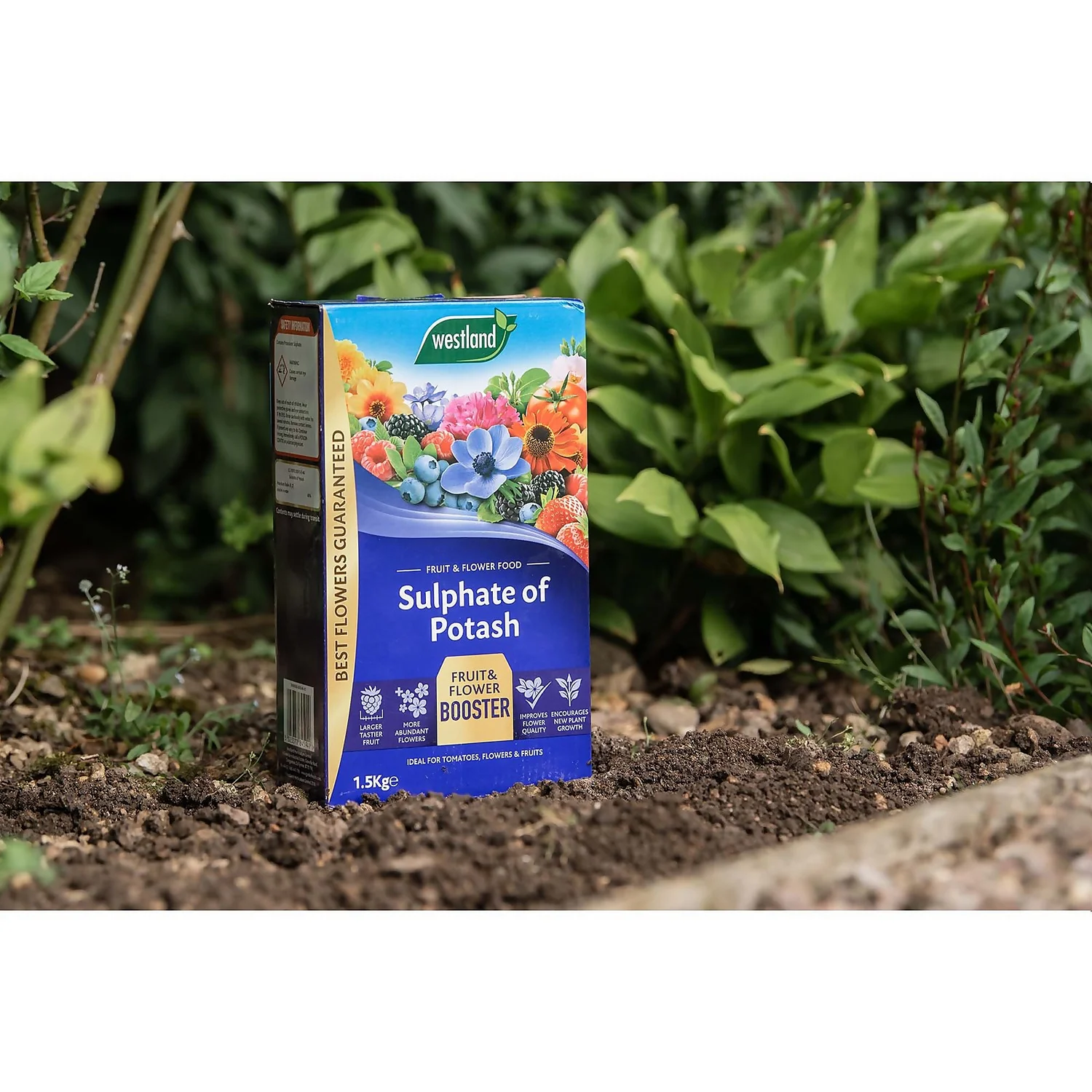 Westland Sulphate Of Potash - 1.5kg - Image 2