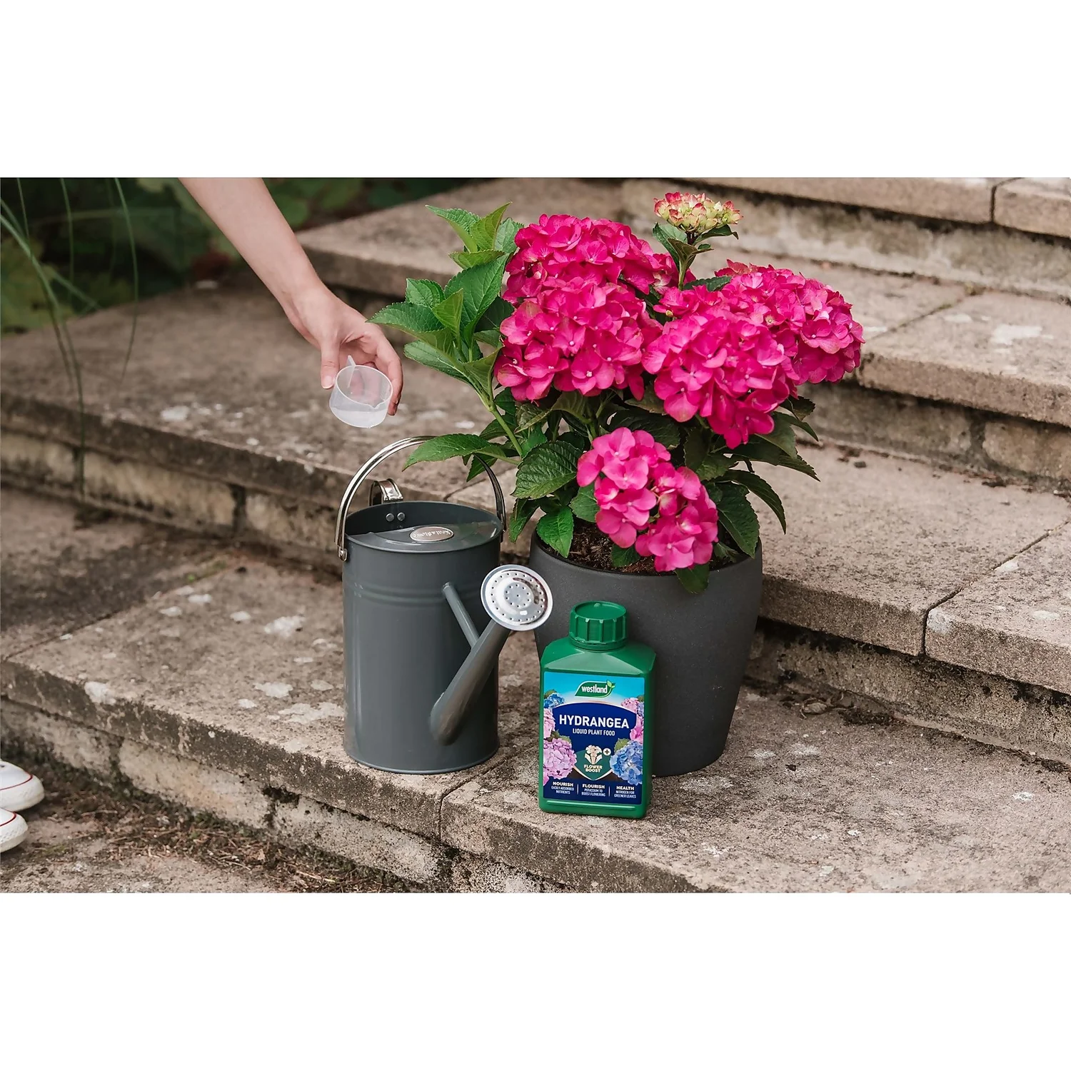 Westland Hydrangea Feed - 1l - Image 2