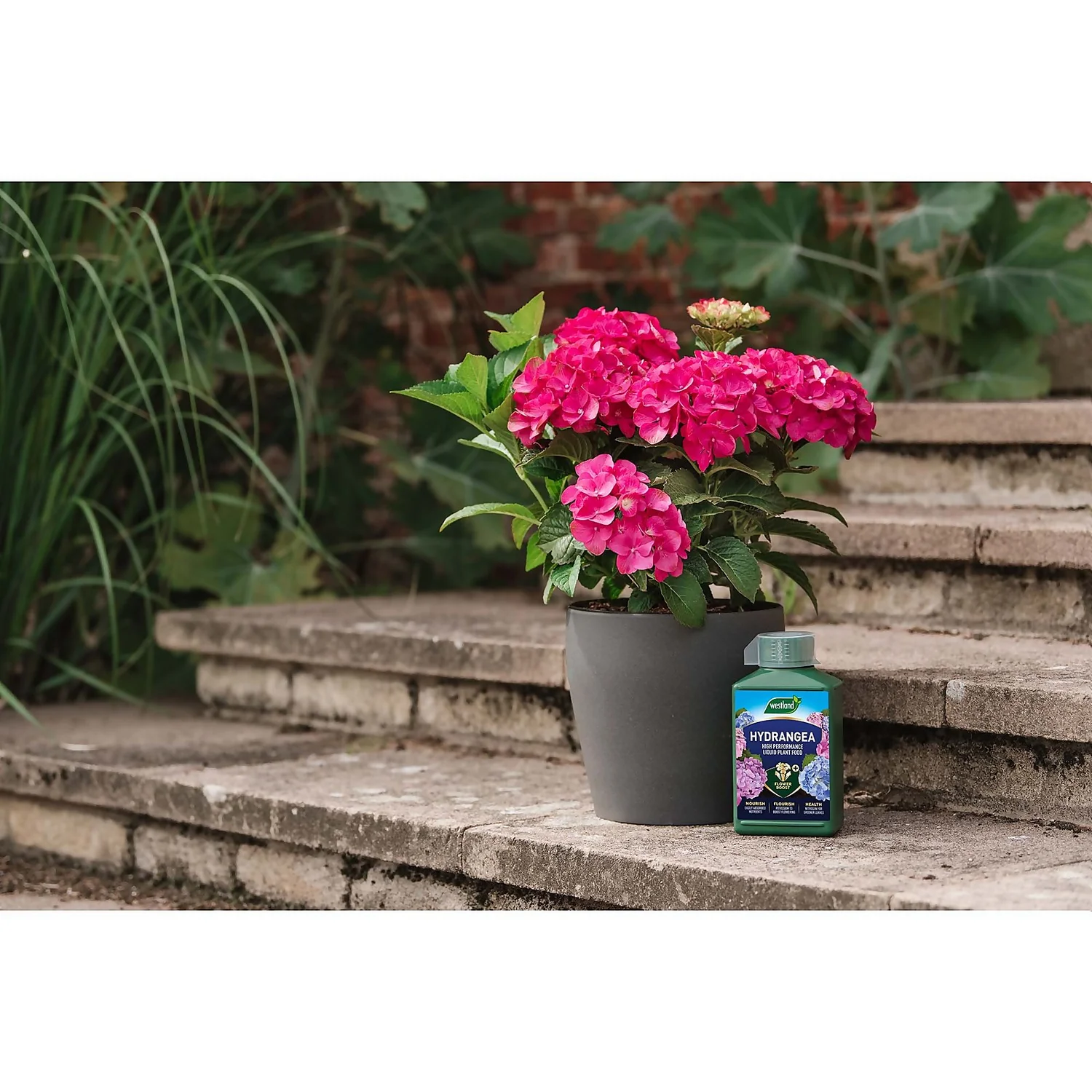 Westland Hydrangea Feed - 1l - Image 4