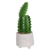 Cactus In Textured Pot