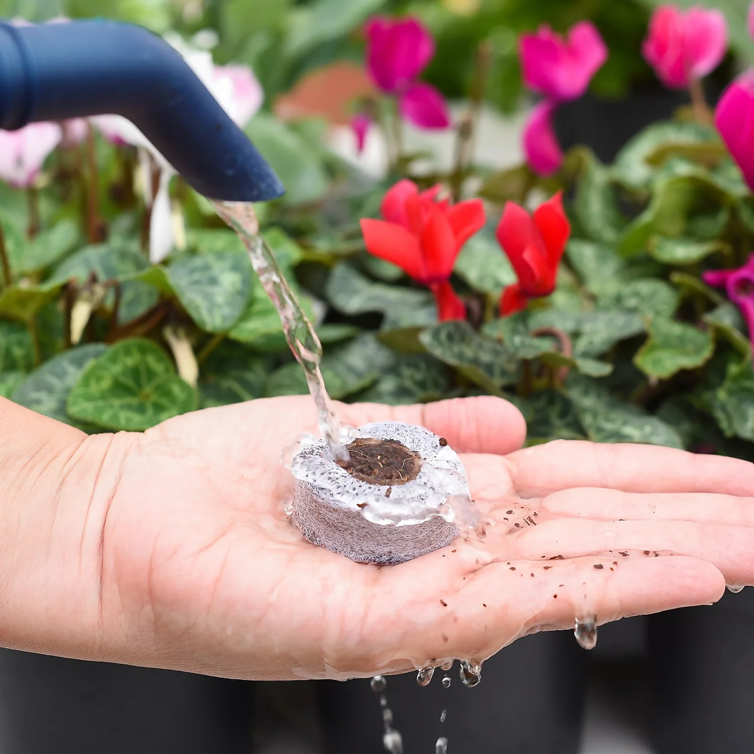 Coco & Coir Seed Germination Dots - 40mm - Image 4