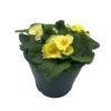 Ibiza Coloured Pot 21cm Primrose Spring